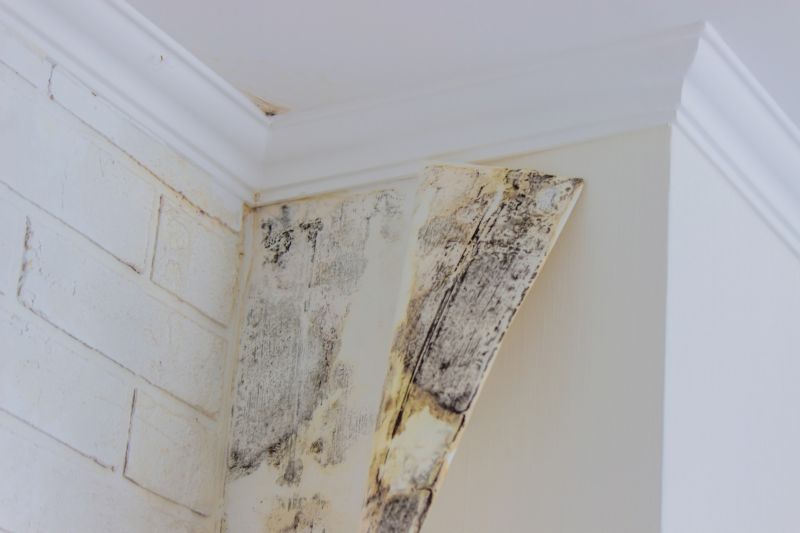 Ceiling Mold Removal in Fort Worth, TX
