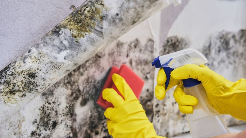 Garage Mold Remediation in Dallas, TX