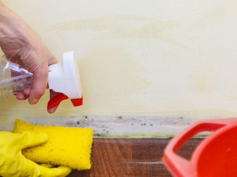 Mold Restoration in West Palm Beach, FL