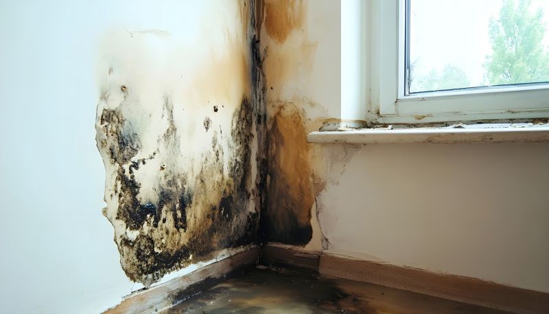 Mold Treatment Service in Frisco, TX