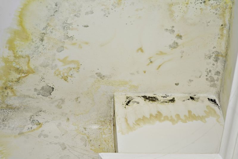 Mold Treatment Service in Boca Raton, FL