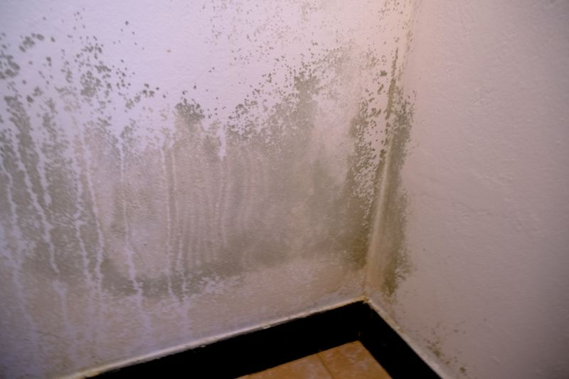 White Mold Mitigation in Jupiter, FL
